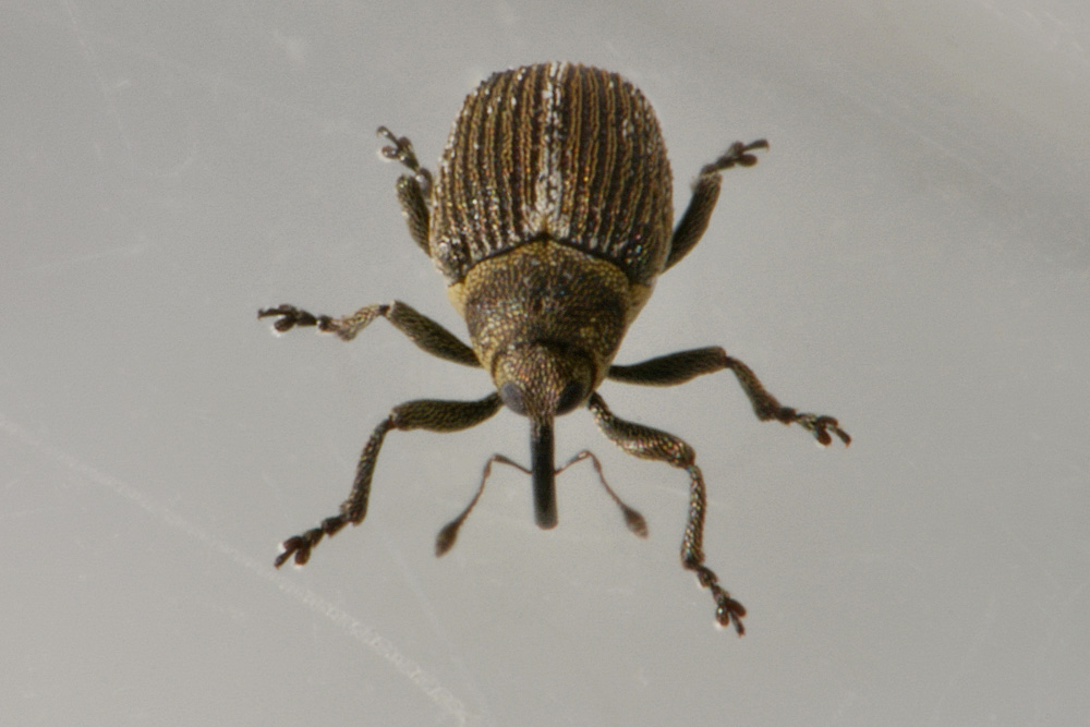 Curculionidae:  Ceutorhynchus typhae (= Ceutorhynchus floralis)